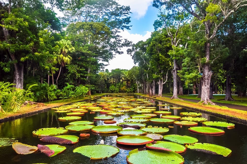 jardin botanique pamplemousses